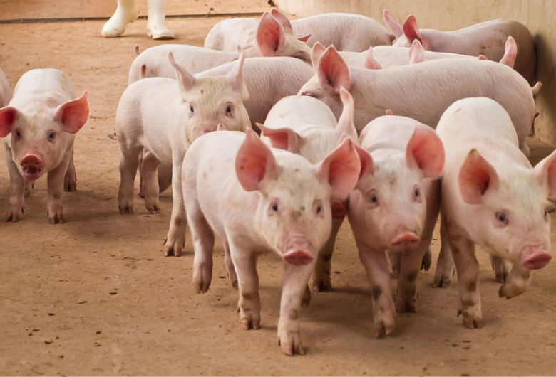Brasil e Singapura assinam acordo para comércio de carne suína