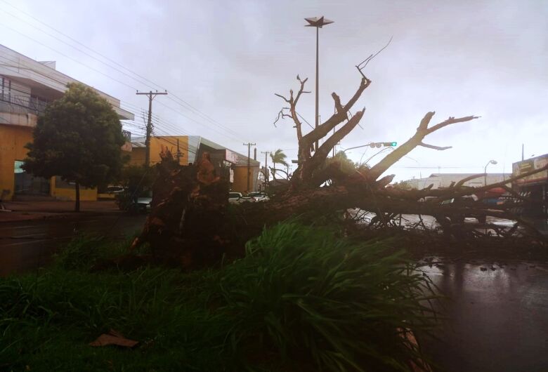 Chuva causa queda de árvores em Dourados e Defesa Civil atua em chamados