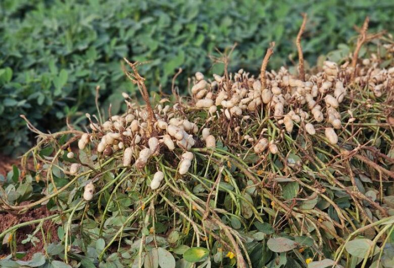 Diversificação do amendoim coloca MS como segundo maior produtor do Brasil