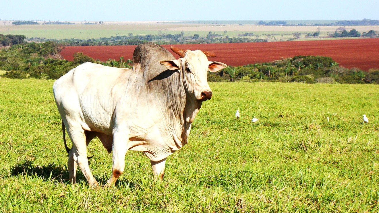 MS emplaca 14 municípios entre os 100 mais ricos do agronegócio