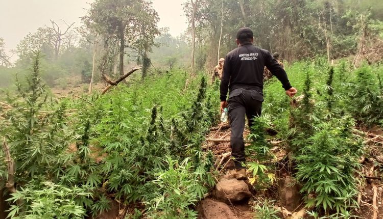 POLÍCIA DESTROI LAVOURAS DE MACONHA NA FRONTEIRA EM AÇÃO CONTÍNUA