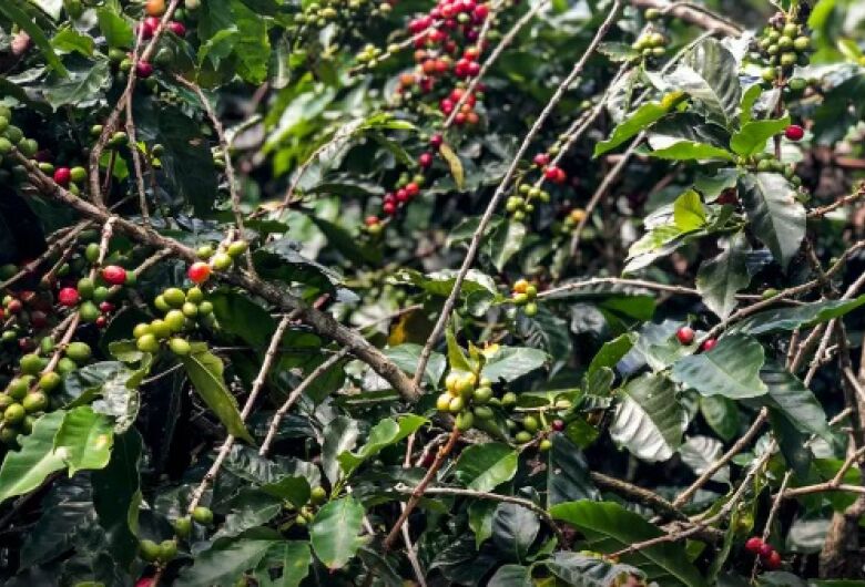 Conab estima queda na produção de café com 51,8 milhões de sacas