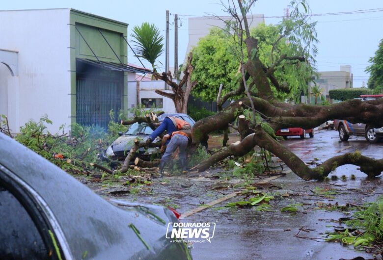 Reunião alinha remoção de árvores com risco de queda em Dourados