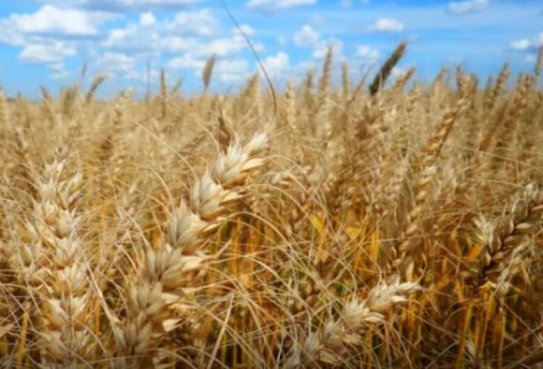 Calor prejudica lavoura de café, soja e arroz, diz especialista