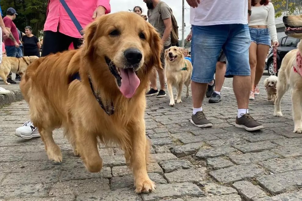 SECRETARIA DE MEIO AMBIENTE PROMOVE “CÃOMINHADA” NA SEXTA-FEIRA