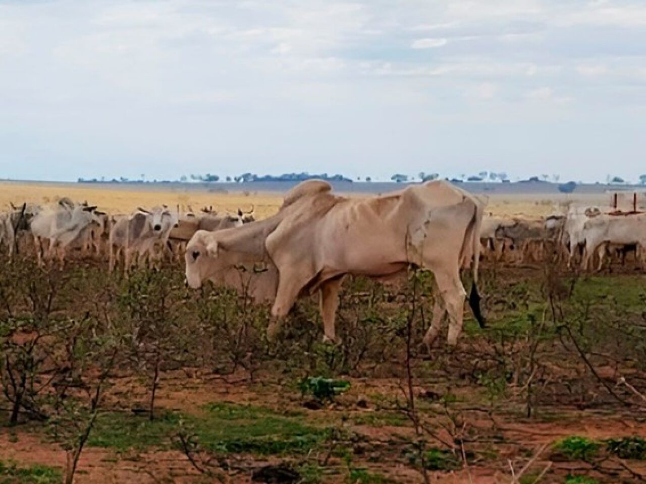 Maus-tratos a bovinos: MPMS investiga 737 animais em MS