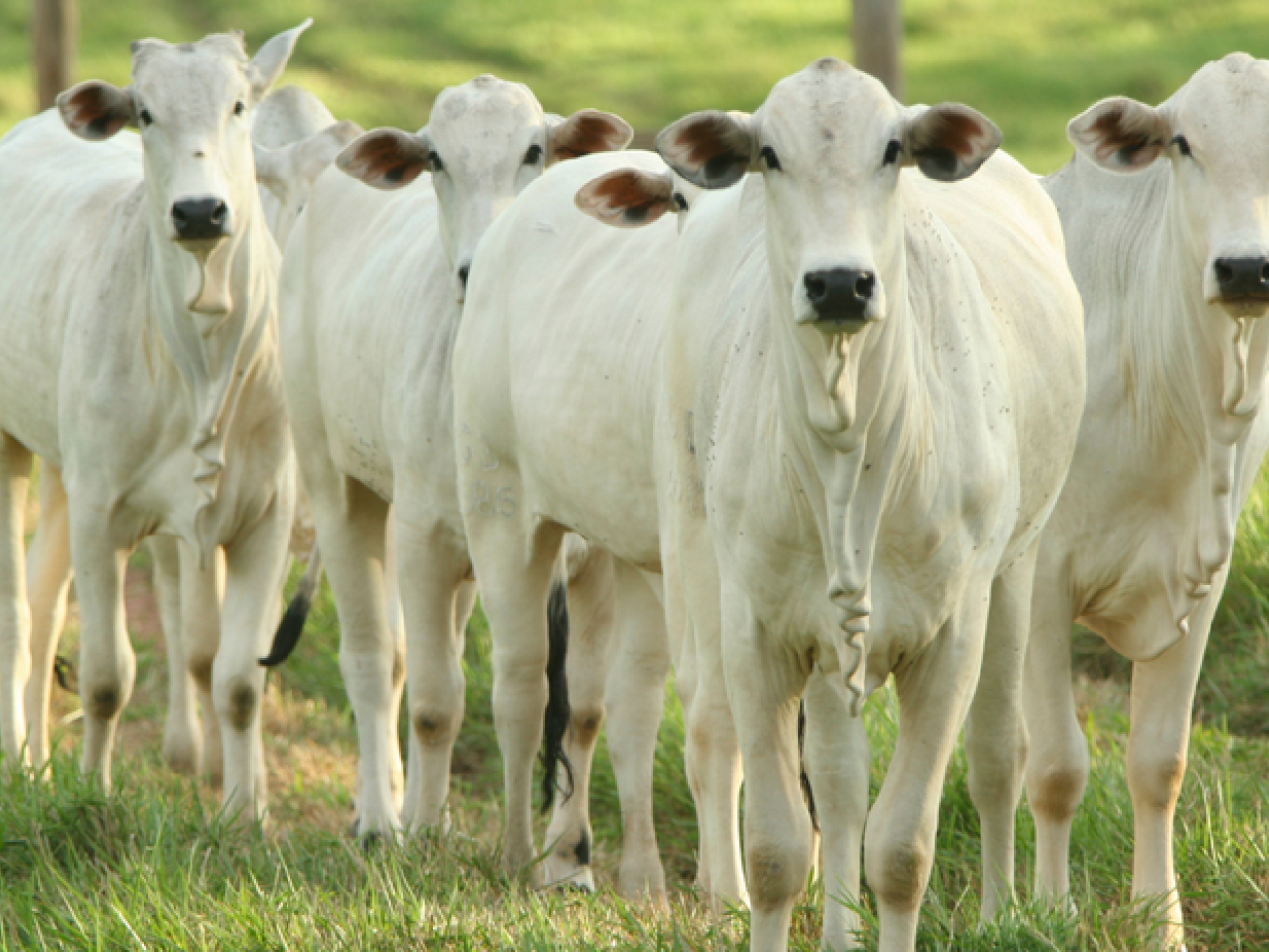Pecuária brasileira sustentável lidera exportações mundiais