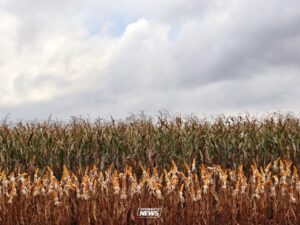 Produção de grãos safra 2025 26 atinge 354,8 milhões Conab